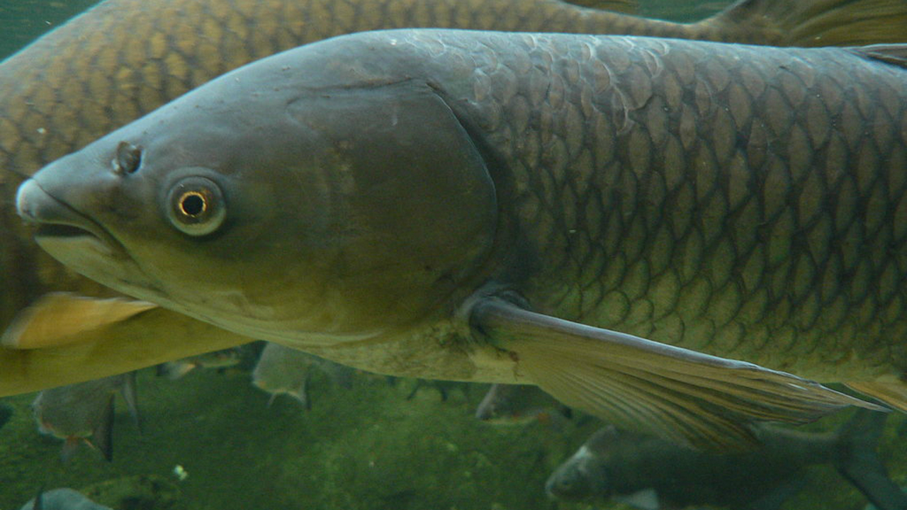 Study says grass carp have invaded 3 of the Great Lakes